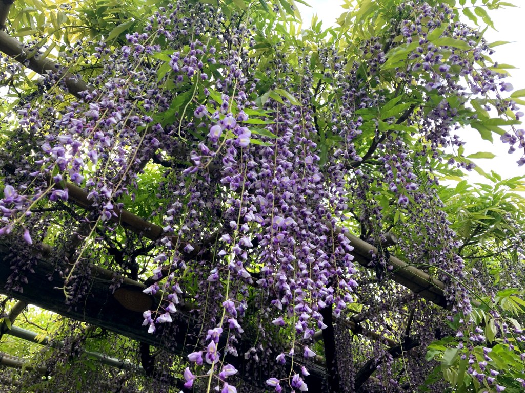 A beautiful wisteria shrine in&nbsp;Tokyo