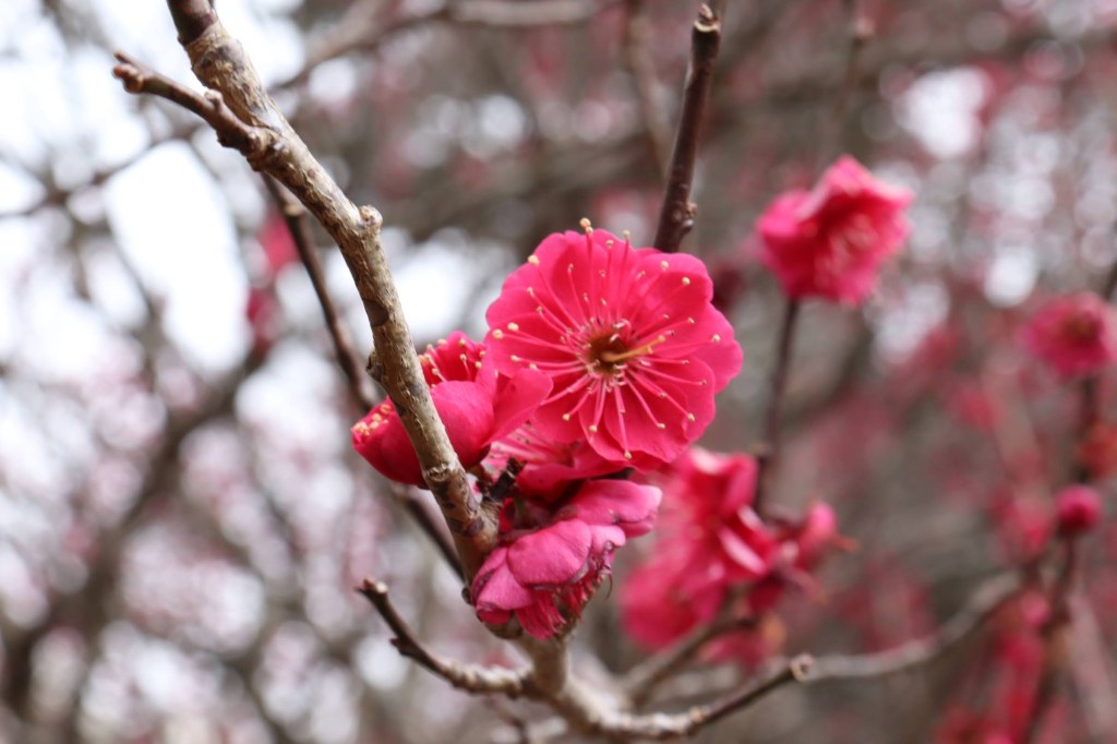 Cherry Blossom in&nbsp;Atami